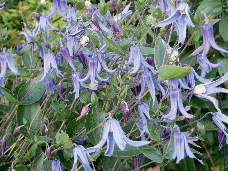 'Clematis integrifolia'/