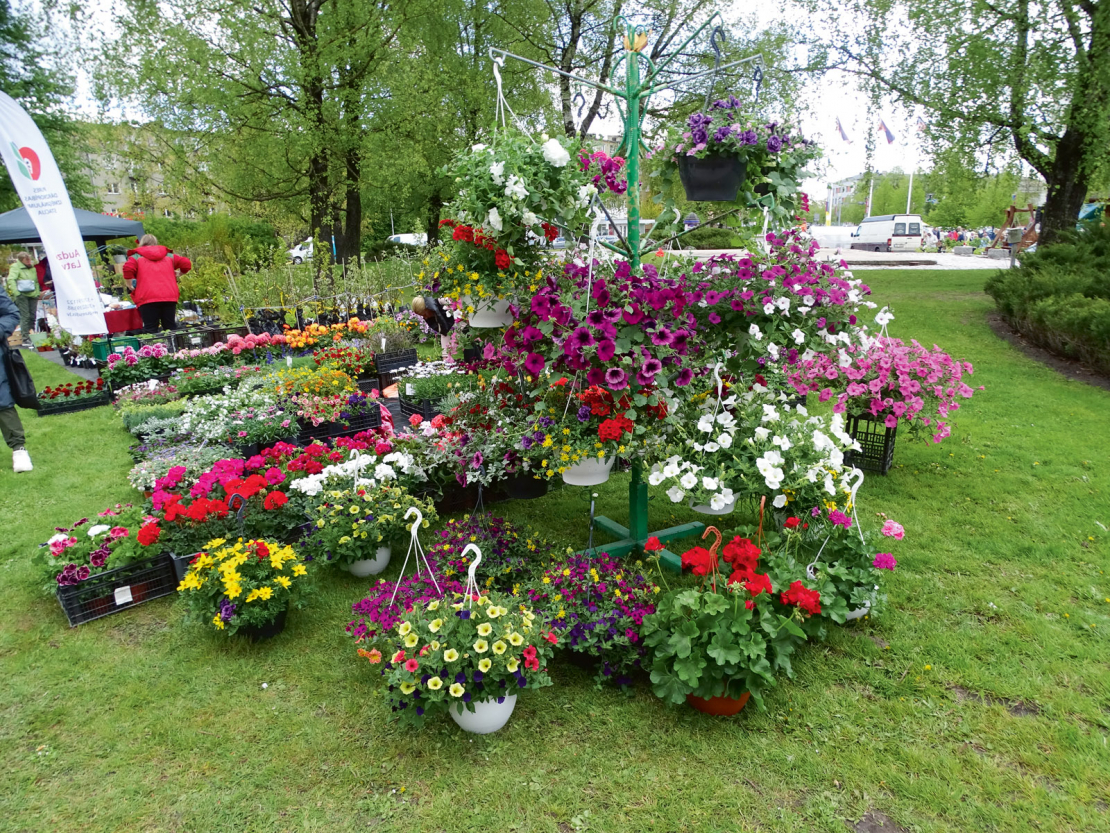 Stādu dienas Jelgavā.
