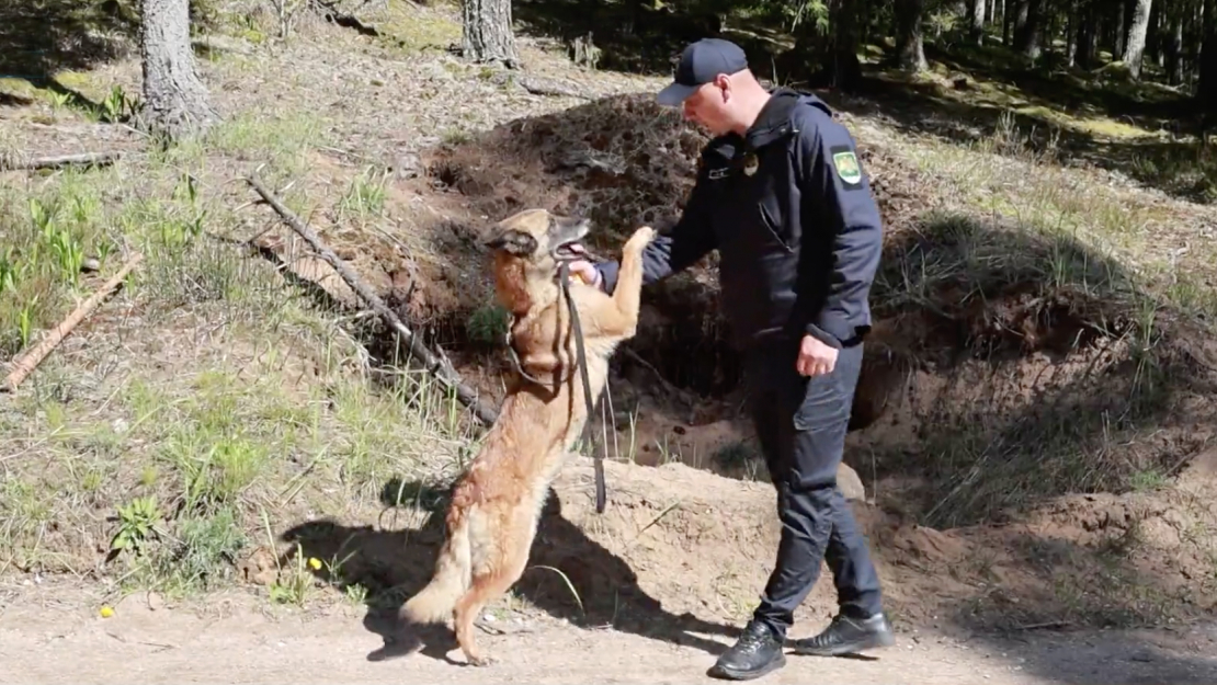 Viens dienesta suns principā aizvieto pat 15 robežsargus. 