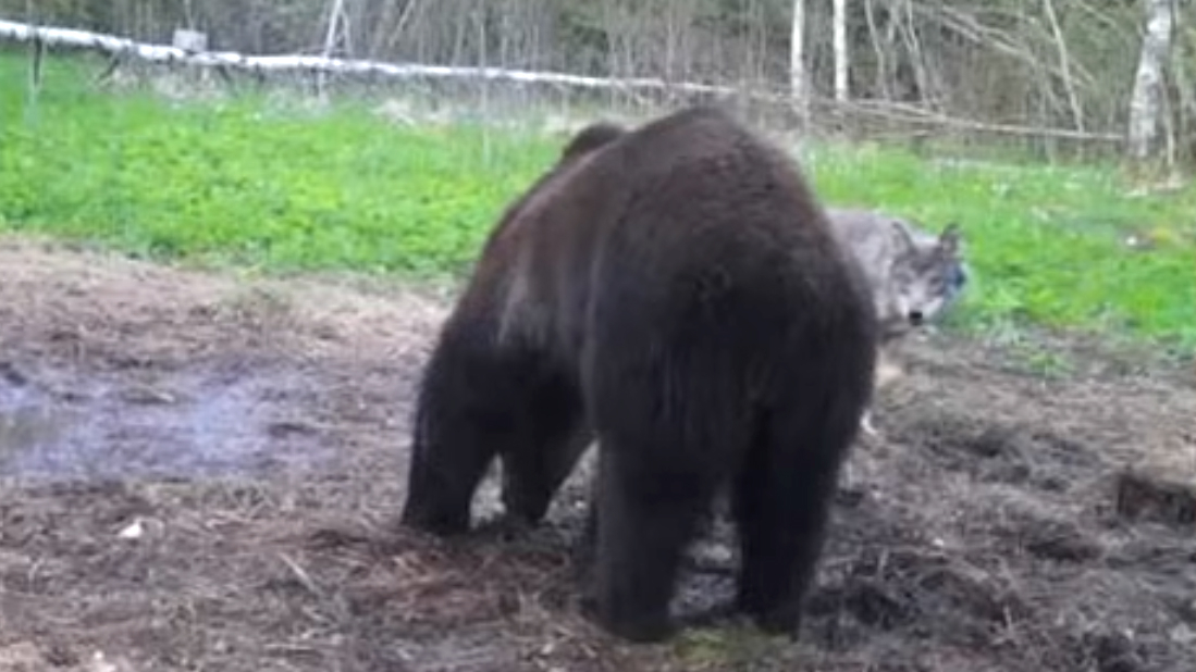 Vilks un lācis – draugi vai konkurenti?