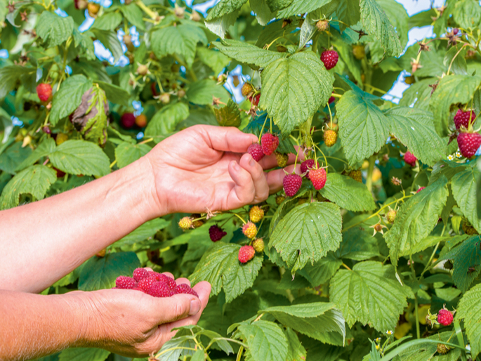 Iekārtojot rudens aveņu stādījumus, ieteicams izvēlēties šķirnes ar agrāku ienākšanās laiku, jo ražu stipri ietekmē konkrētā gadalaika apstākļi.