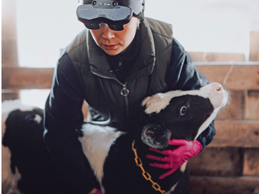 Veterinārārsts izmeklē teliņu.