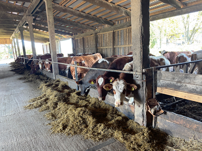 Bioloģisko gotiņu ganāmpulks.