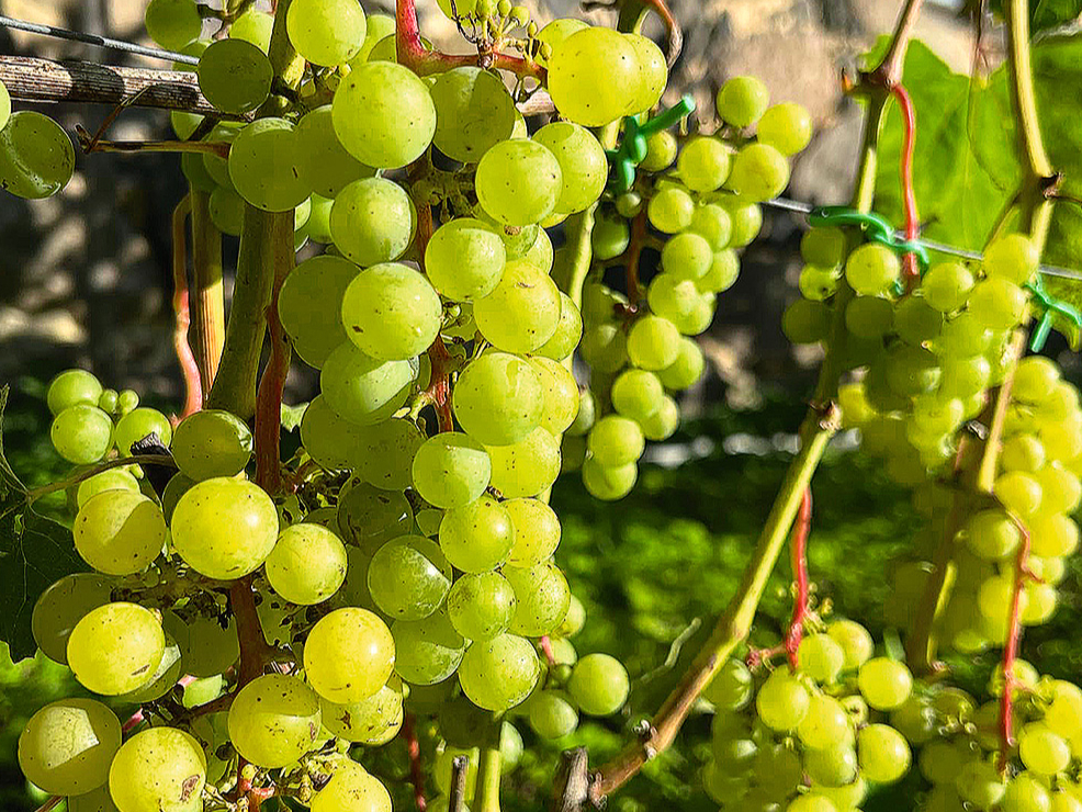 ‘Sukribe’