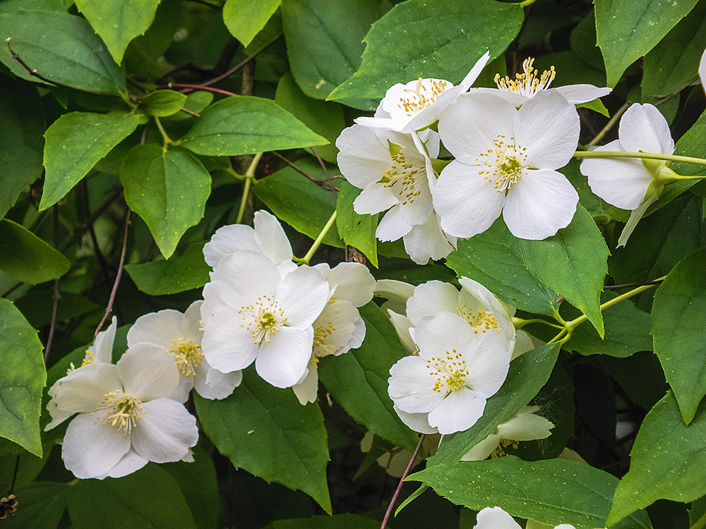 Latvijā daudzos dārzos sastopamais filadelfs (Philadelphus coronarius), saukts arī par neīsto jasmīnu, vizuāli atšķiras no īstā jasmīna. Taču smarža ir brīnišķīga abiem augiem.