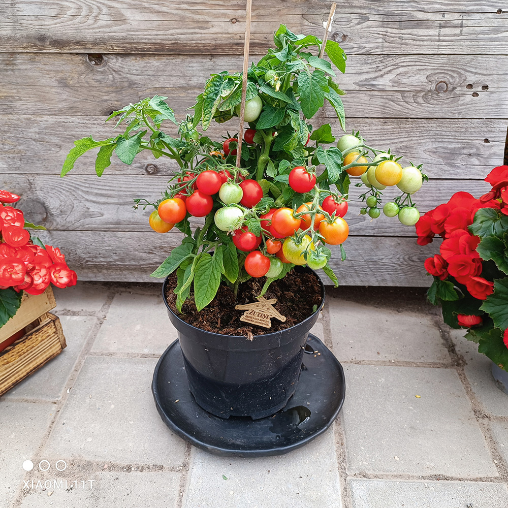 ‘Sibirische Zimmertomate’ – aptuveni 25 cm augsta šķirne. Augļi nelieli – ķirštomāti, kam ir patīkama, salda garša.