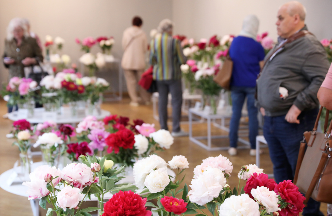 Izstāde "Peonijas 2025" Latvijas Dabas muzejā.