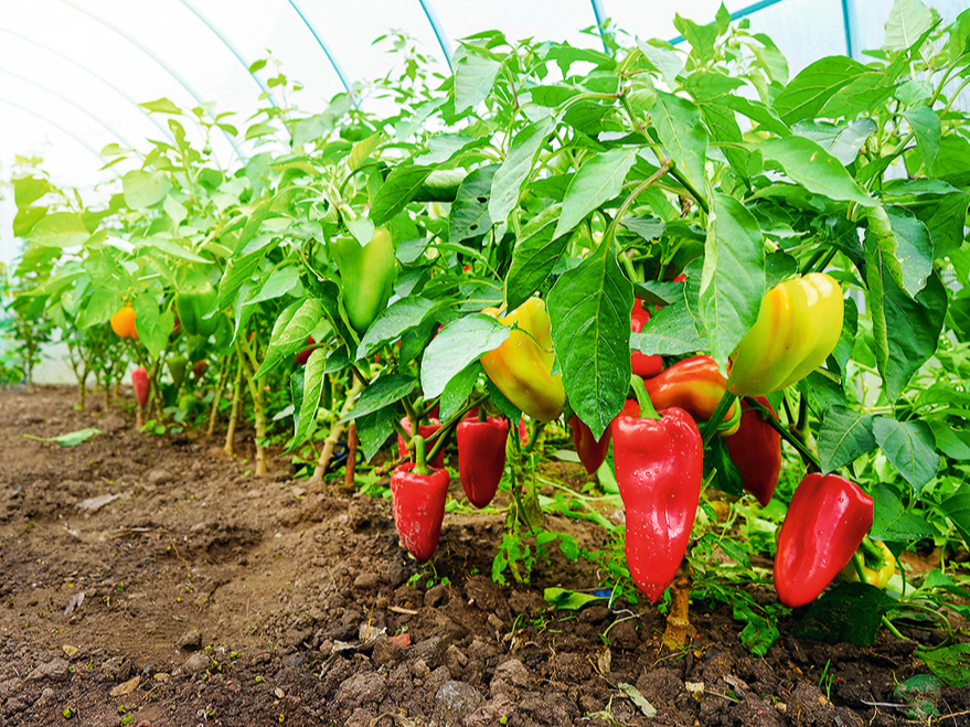 Paprika.