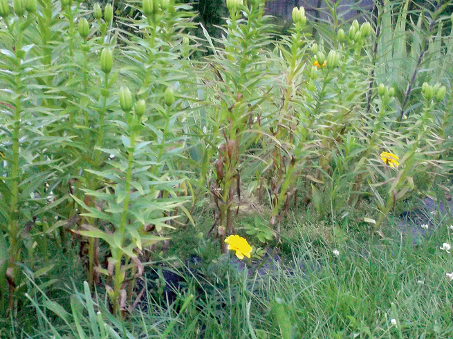 Bojātās lilijas.