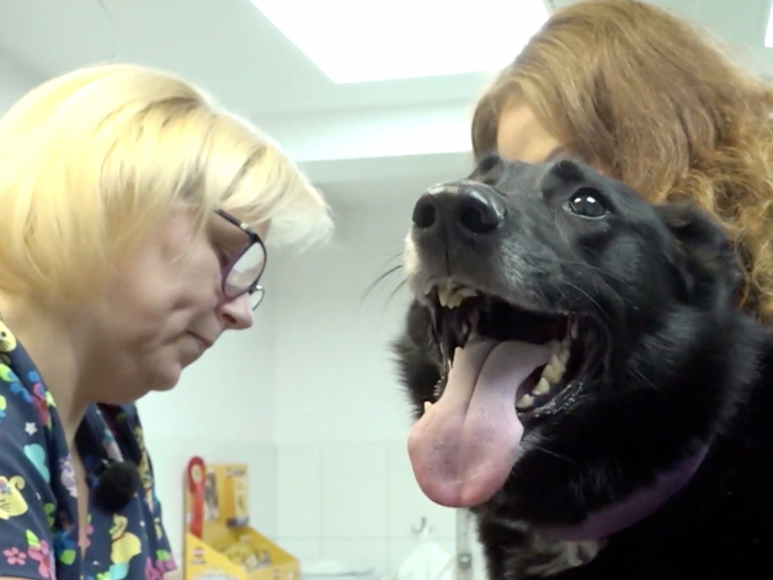 Mājdzīvnieks pie veterinārārsta.