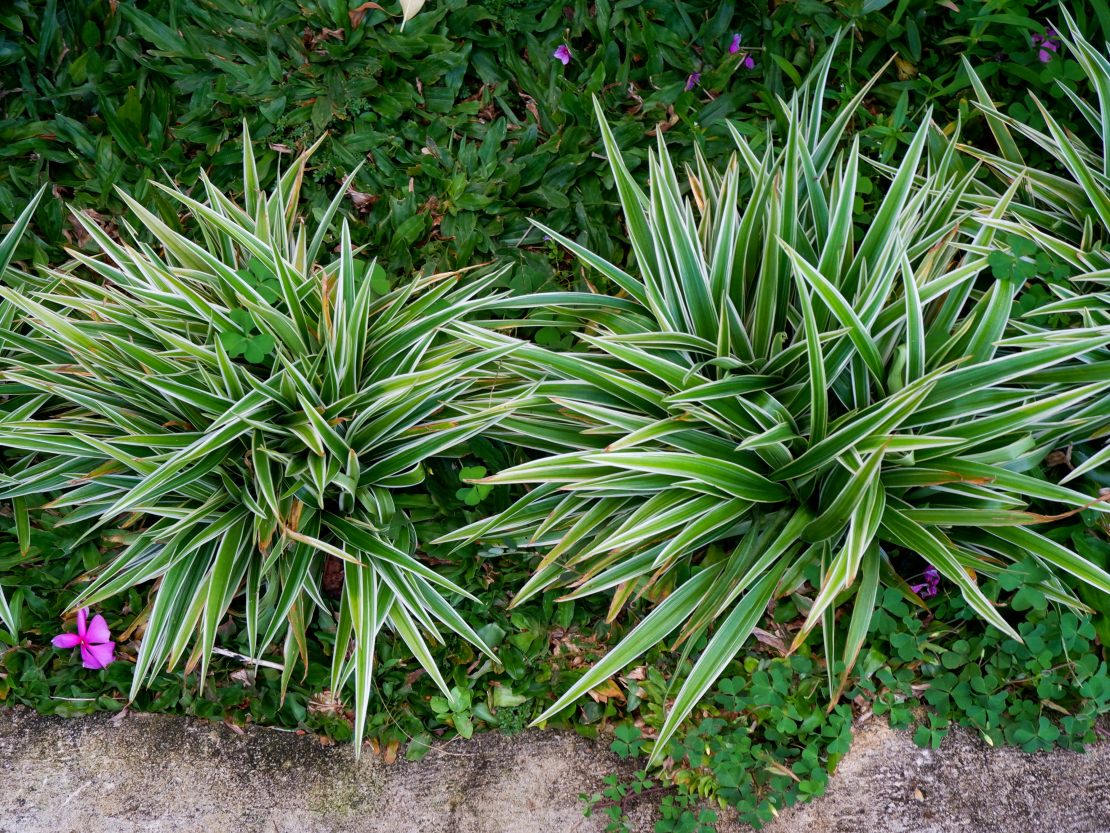 Platlapu grīslis ‘Variegata’.
