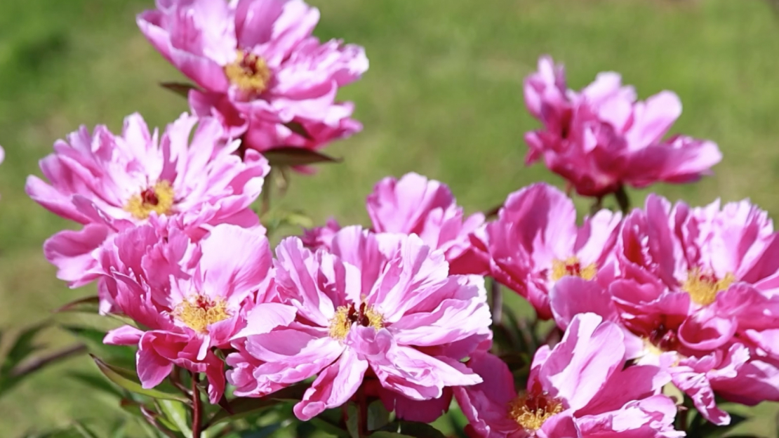 Peonijas.