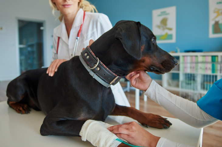 Veterinārā klīnika.