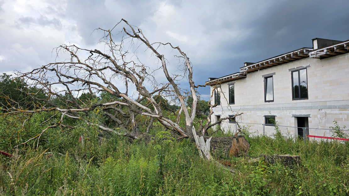 Nozāģētais Mārupes dižozols.