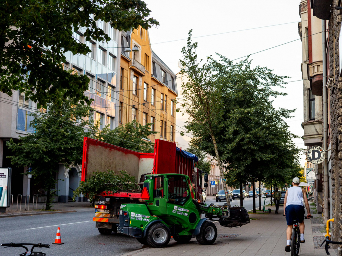 Koku stādīšana pilsētas centrā.
