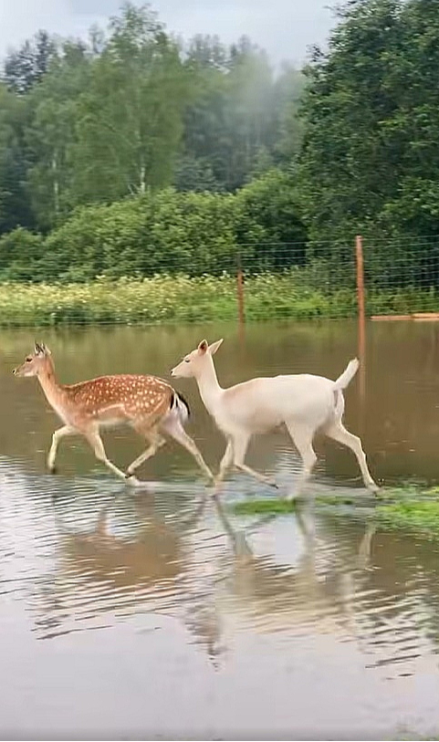 Naujenes pagasta minizoo "Jurita" feisbuka lapā pie video vakar rakstīts: "Mēs slīkstam! Tikai pāris stundu laikā mazā Stropicas upīte pārvērtusies spēcīgā ūdens straumē. Daudzi aploki ir applūduši, trušu būri ir zem ūdens. Visi dzīvnieki ir drošībā, truši un pāvi vēl naktī tika evakuēti uz drošu, sausu vietu. Bet mēs ļoti ceram, ka ūdens līmenis drīz sāks kristies."