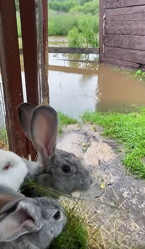 Naujenes pagasta minizoo "Jurita" feisbuka lapā pie video vakar rakstīts: "Mēs slīkstam! Tikai pāris stundu laikā mazā Stropicas upīte pārvērtusies spēcīgā ūdens straumē. Daudzi aploki ir applūduši, trušu būri ir zem ūdens. Visi dzīvnieki ir drošībā, truši un pāvi vēl naktī tika evakuēti uz drošu, sausu vietu. Bet mēs ļoti ceram, ka ūdens līmenis drīz sāks kristies."