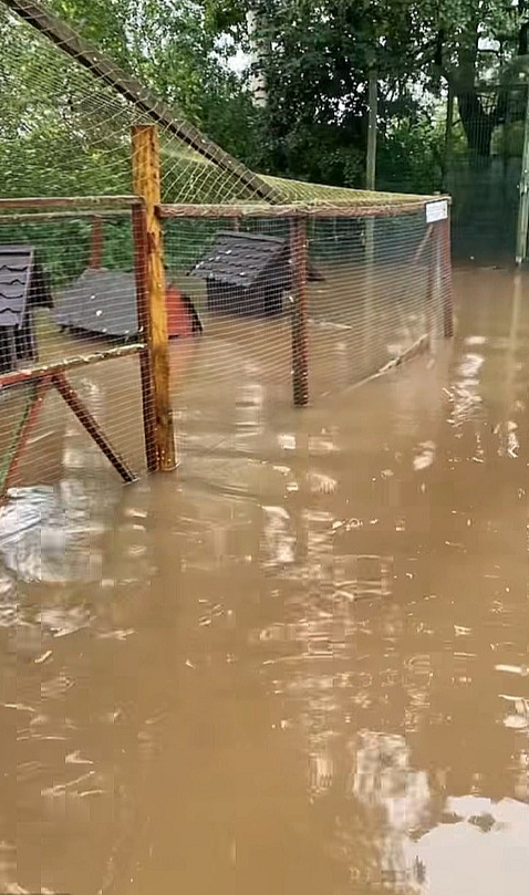 Naujenes pagasta minizoo "Jurita" feisbuka lapā pie video vakar rakstīts: "Mēs slīkstam! Tikai pāris stundu laikā mazā Stropicas upīte pārvērtusies spēcīgā ūdens straumē. Daudzi aploki ir applūduši, trušu būri ir zem ūdens. Visi dzīvnieki ir drošībā, truši un pāvi vēl naktī tika evakuēti uz drošu, sausu vietu. Bet mēs ļoti ceram, ka ūdens līmenis drīz sāks kristies."