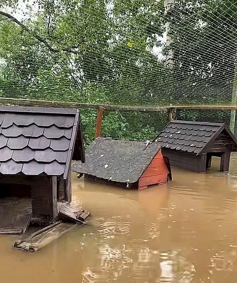 Naujenes pagasta minizoo "Jurita" feisbuka lapā pie video vakar rakstīts: "Mēs slīkstam! Tikai pāris stundu laikā mazā Stropicas upīte pārvērtusies spēcīgā ūdens straumē. Daudzi aploki ir applūduši, trušu būri ir zem ūdens. Visi dzīvnieki ir drošībā, truši un pāvi vēl naktī tika evakuēti uz drošu, sausu vietu. Bet mēs ļoti ceram, ka ūdens līmenis drīz sāks kristies."