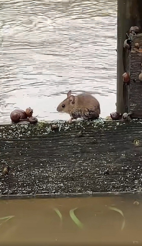 Naujenes pagasta minizoo "Jurita" feisbuka lapā pie video vakar rakstīts: "Mēs slīkstam! Tikai pāris stundu laikā mazā Stropicas upīte pārvērtusies spēcīgā ūdens straumē. Daudzi aploki ir applūduši, trušu būri ir zem ūdens. Visi dzīvnieki ir drošībā, truši un pāvi vēl naktī tika evakuēti uz drošu, sausu vietu. Bet mēs ļoti ceram, ka ūdens līmenis drīz sāks kristies."