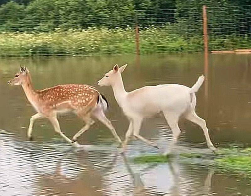 Naujenes pagasta minizoo "Jurita" feisbuka lapā pie video vakar rakstīts: "Mēs slīkstam! Tikai pāris stundu laikā mazā Stropicas upīte pārvērtusies spēcīgā ūdens straumē. Daudzi aploki ir applūduši, trušu būri ir zem ūdens. Visi dzīvnieki ir drošībā, truši un pāvi vēl naktī tika evakuēti uz drošu, sausu vietu. Bet mēs ļoti ceram, ka ūdens līmenis drīz sāks kristies."