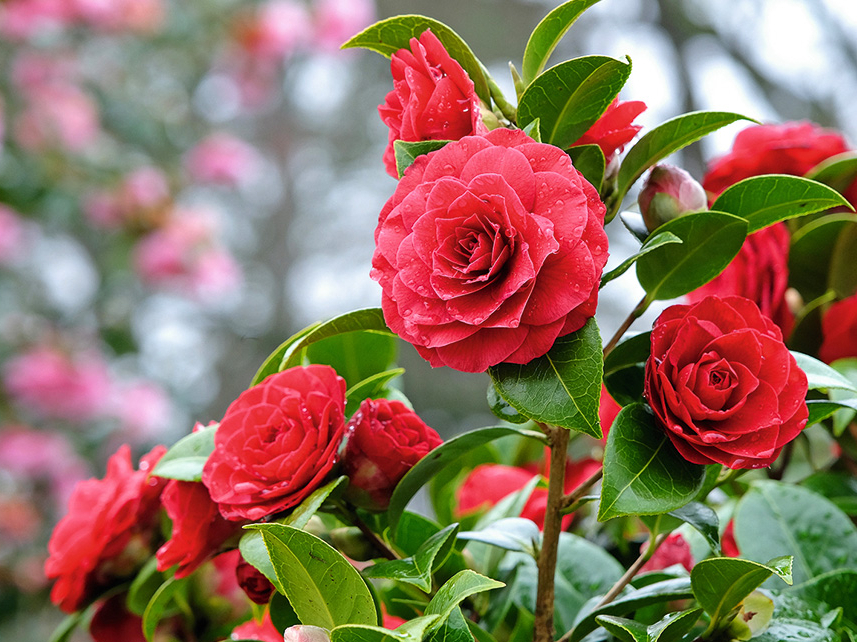 Japānas kamēlija (Camellia japonica) ir siltummīlis augs, tā salcietības zona ir Z7–Z9, tas nozīmē, ka Latvijā audzē kā oranžērijas augu vai pārziemina telpās.