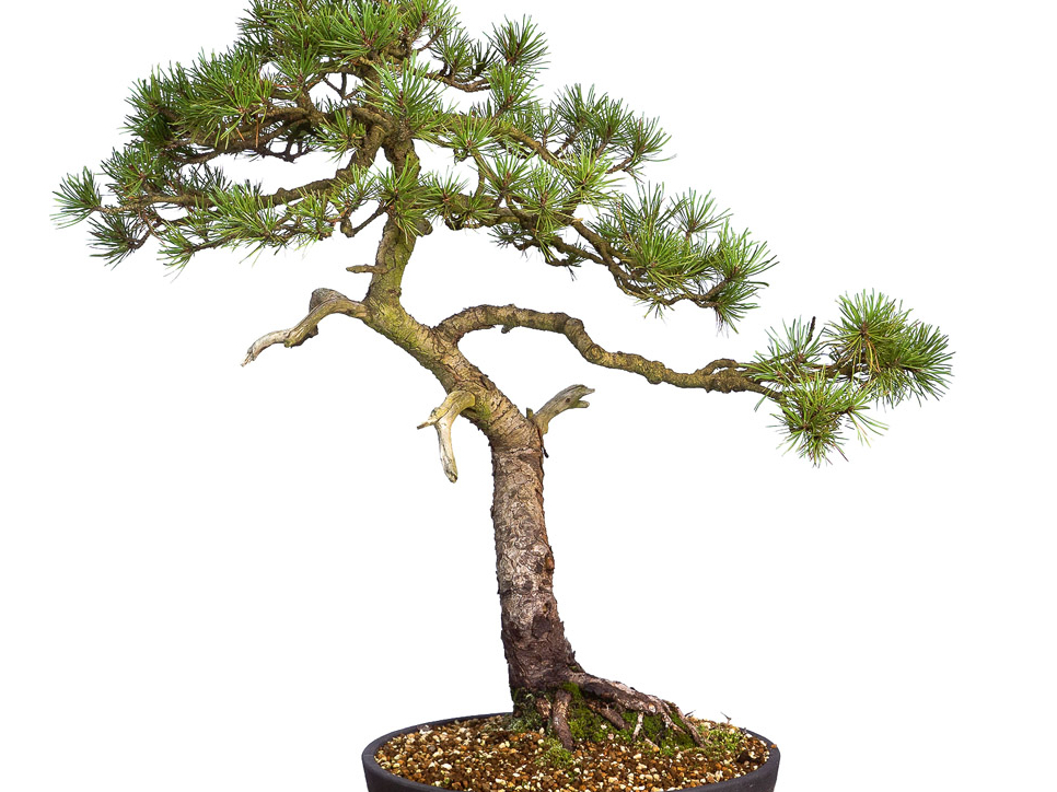 Bonsai priede.