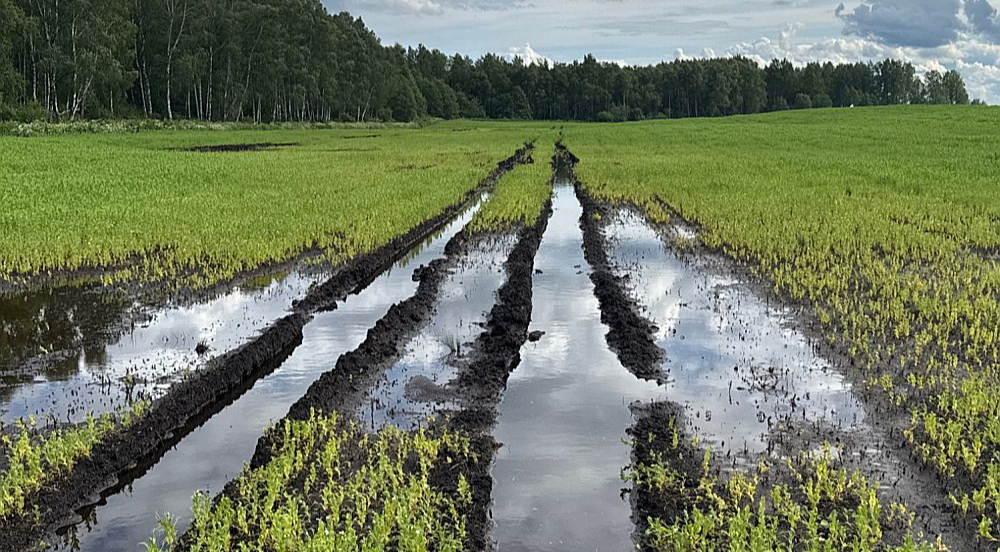 Ilgstošo lietavu dēļ zeme daudzviet ir pārmitra vai pilnībā zem ūdens, kartupeļi, graudaugi pūst, izplatās slimības un vietām lauku kopšana ir neiespējama.