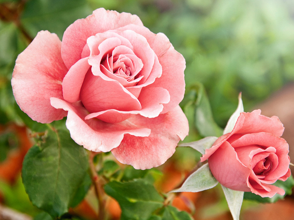 Rozes.