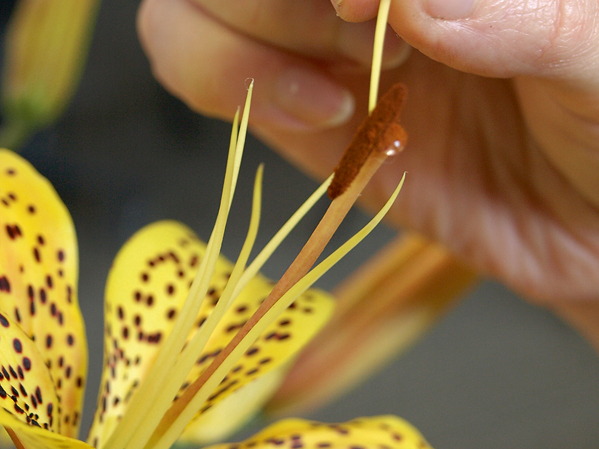 Lilija.