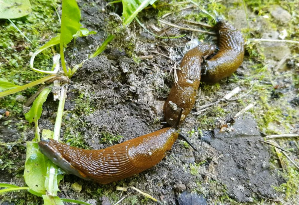 Spānijas kailgliemeži.