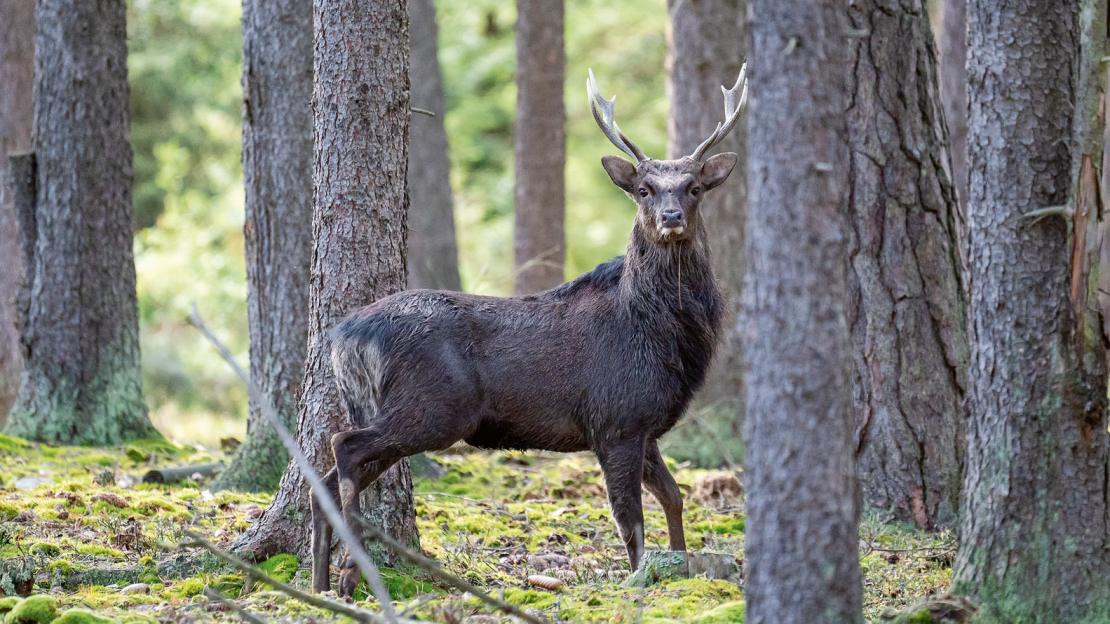 Sika briedis (Cervus nippon).