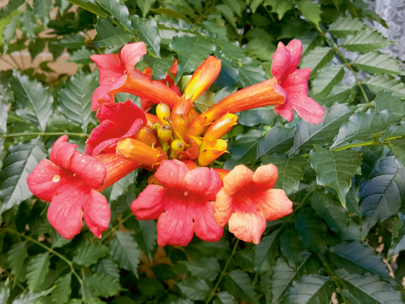 'Campsis radicans Ursynov'