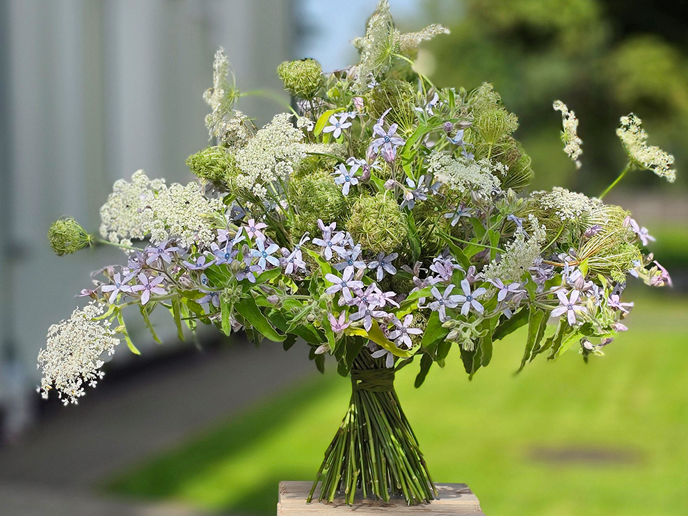 Gaisīgs pušķis no savvaļas burkāniem un tvīdijām (Oxypetalum caeruleum).