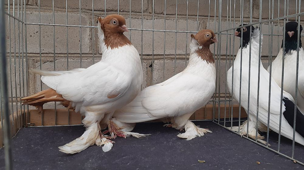Palandznieka gādībā ir graciozi un krāšņi baloži: Klaipēdas augstlidotāji, baltie pasta baloži, Šauļu baltspārnu kūleņotāji, dažādu krāsu Liepājas baltastes un Dainavas krāsgalves.