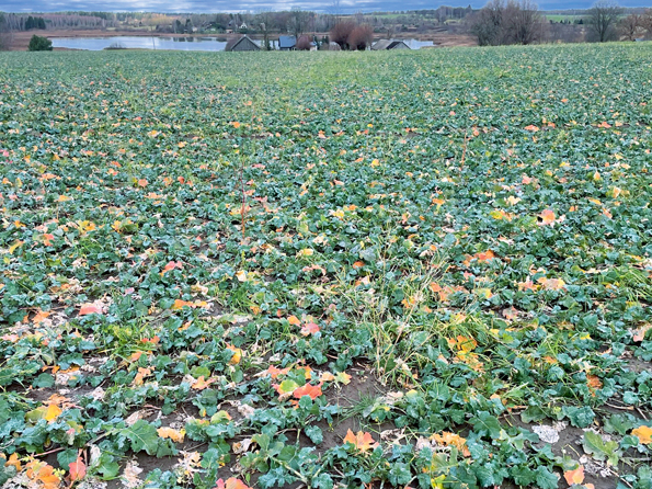 TuYV bojājuma pazīmes ziemas rapsī (2024. gada rudens).