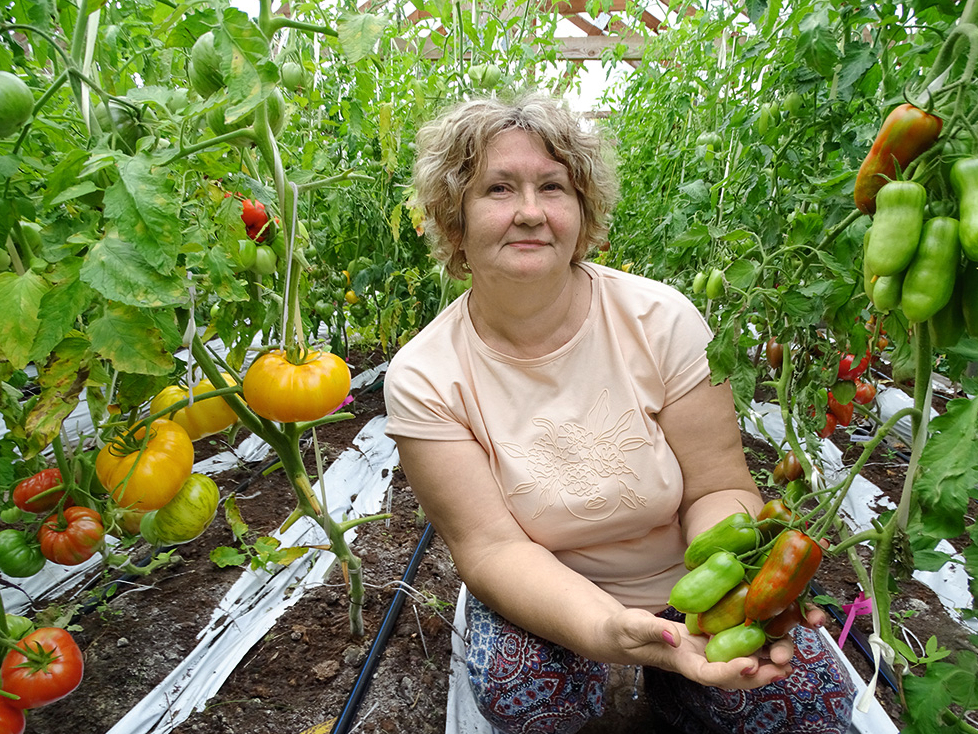 Tomātu kolekcionāre Linda Grotupe.
