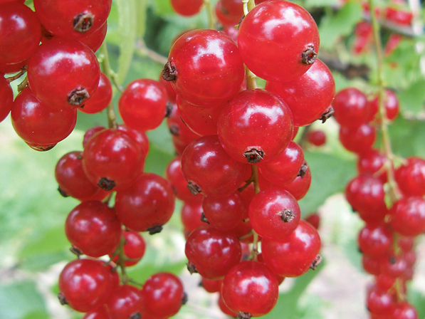 'Asja'