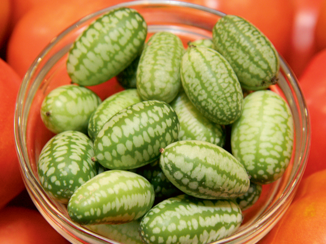 Melotrija.