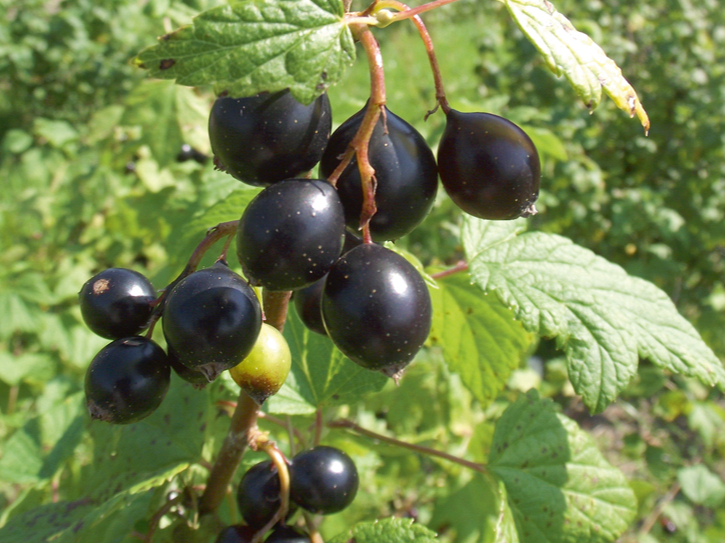 Upeņu šķirne 'Māra Eglīte'