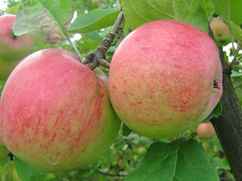 ‘Rudens svītrainais’ (Grāvenšteins)