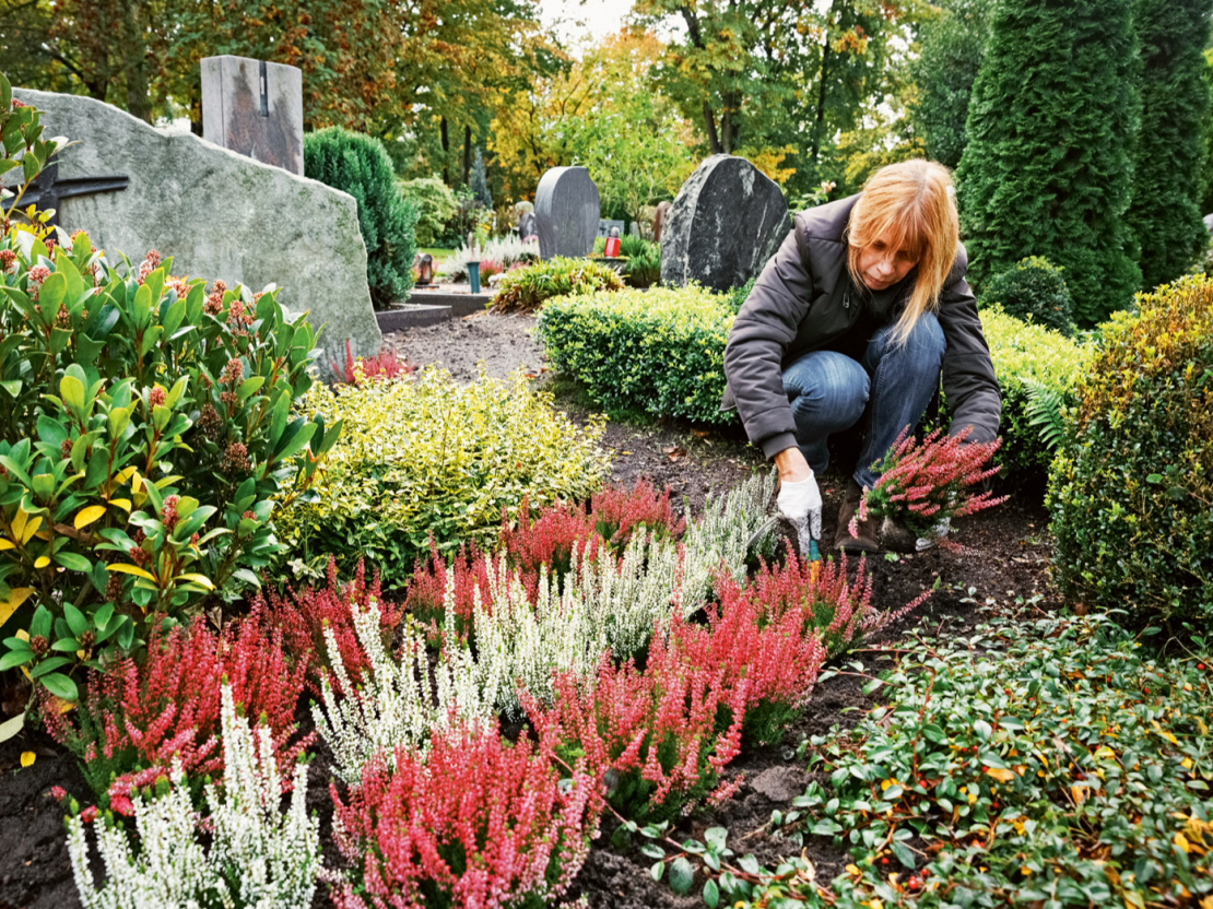 Rudens ir piemērots laiks apstādījumu veidošanai. Lai augi ieaugtos, pietiek gan siltuma, gan mitruma. Pirms ziemas vēlams parūpēties par jau esošajiem krūmiņiem, rāzītēm.
