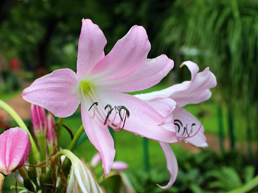 Krīnija (Crinum moorei), tautā saukta arī par istabas liliju, pieder pie amariļļu dzimtas.