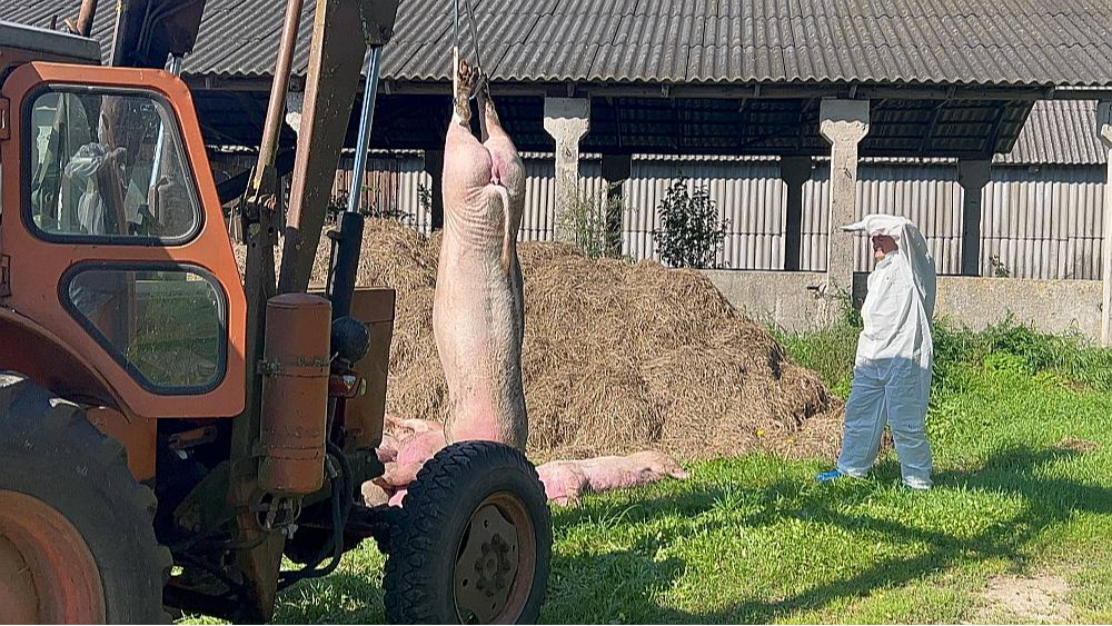 Āfrikas cūku mēra vīruss savu dzīvotspēju gaļā +4 °C temperatūrā spēj saglabāt pat 150 dienas, sausā sālītā šķiņķī tas iztur 140 dienas, bet saldētā gaļā – pat daudzus gadus. Tādējādi jebkas, kam pieskāries slimais dzīvnieks, būs potenciāls "bioloģiskais ierocis" slimības tālākai izplatībai.