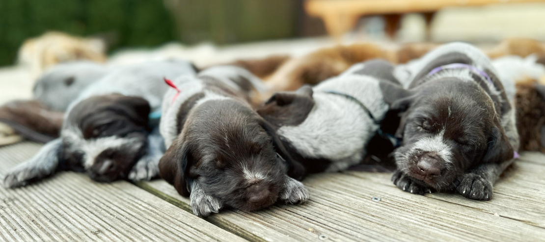 Kucēni. Ilustratīvs attēls.