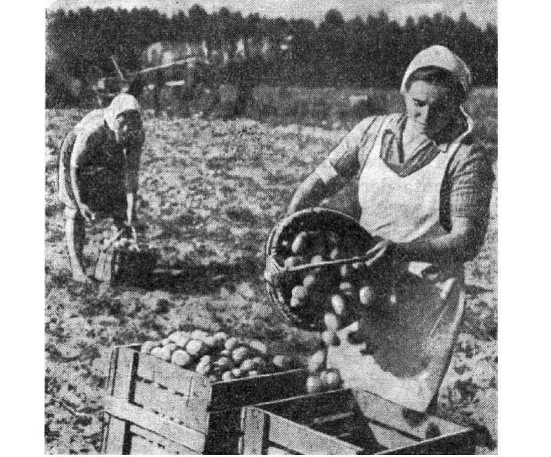 Kartupeļu novākšana kolhozā 40. gados.
