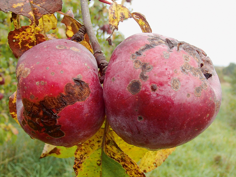 Ābeļu kraupja pazīmes.