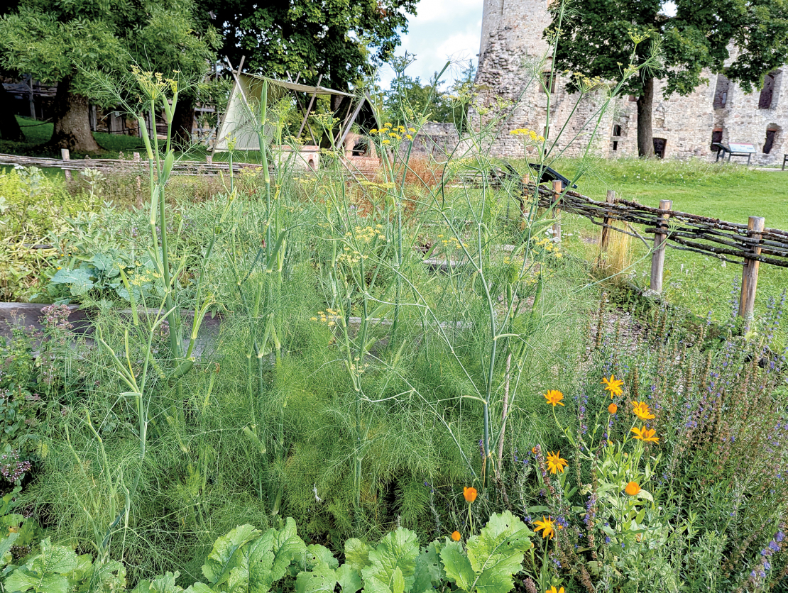 Fenhelis citu augu kompānijā.