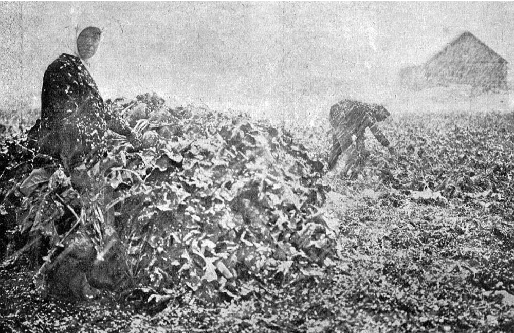 Biešu novākšana 1925. gada oktobrī.