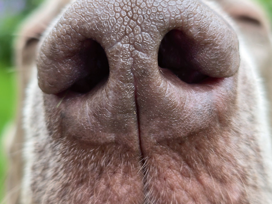 Mitrs deguns daudz labāk uztver un notur gaisā esošās smaržas.